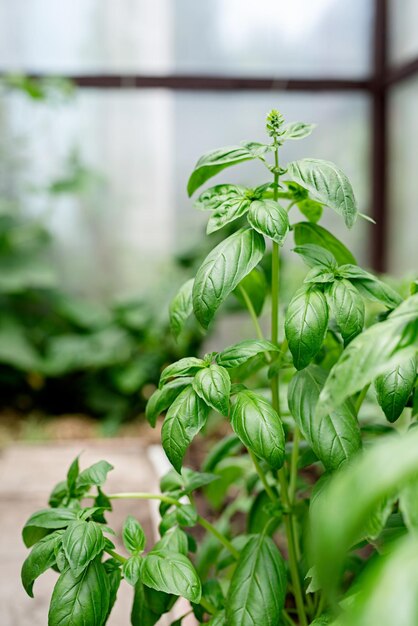 verse basilicum in de tuin of in de kas