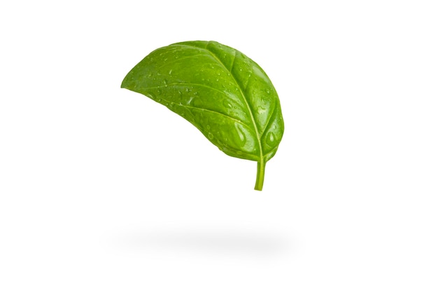 Verse basilicumbladeren op een wit geïsoleerde achtergrond. Een groen basilicumblad met waterdruppels valt en werpt een schaduw. Blanco isolaat voor het invoegen van een concept of label.