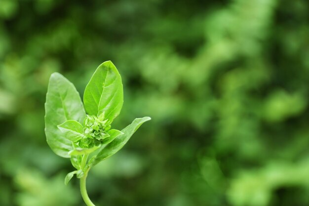 Verse basilicumplant op onscherpe achtergrond