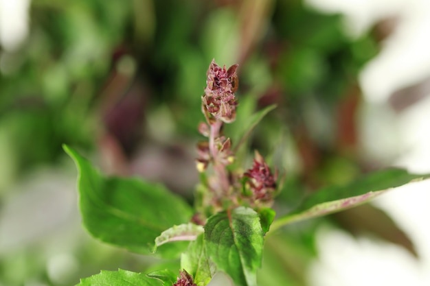 Verse basilicumplant op onscherpe achtergrond