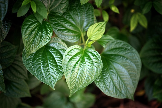 Verse betel leaf piper betle natuurlijke achtergrond