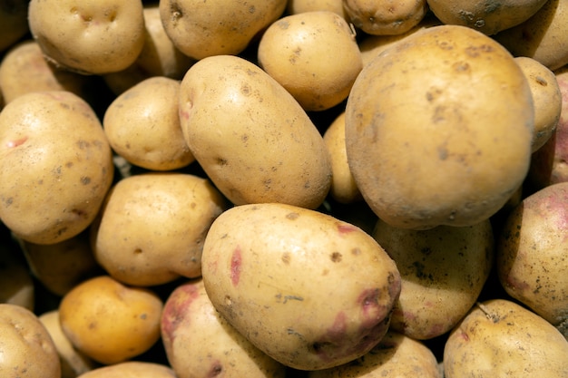 Verse biologische aardappelen. Gegraven en onbewerkte aardappelen. Grote aardappel close-up