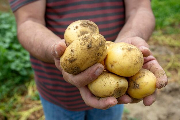 Verse biologische aardappelen in het veld. Landbouw concept foto.