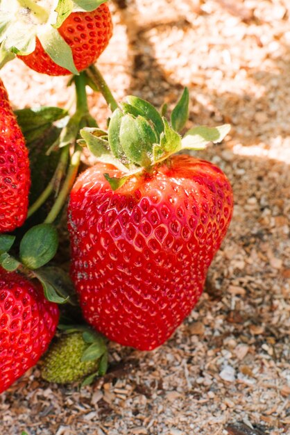 Foto verse biologische aardbei in de tuin