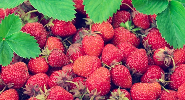 Verse biologische aardbeien in de tuin