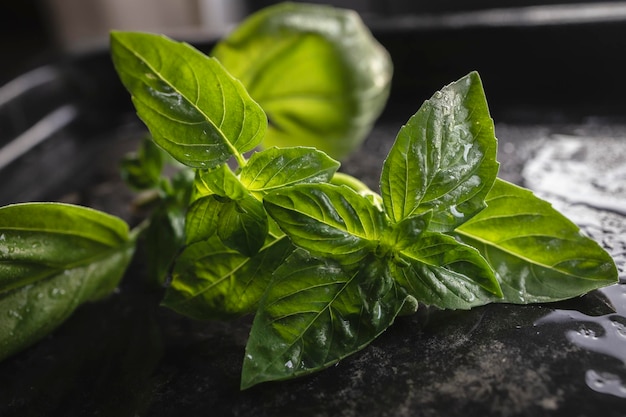 Verse biologische basilicumblaadjes uit eigen tuin