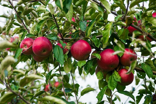 Verse biologische boomgaard vol gerijpte rode appels voor de oogst