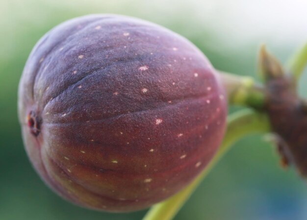 Verse biologische gewone vijg in plant