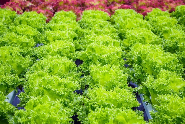 Verse biologische groene bladeren sla salade plant in hydrocultuur groenten boerderij systeem