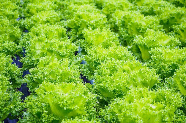 Verse biologische groene bladeren sla salade plant in hydrocultuur groenten boerderij systeem