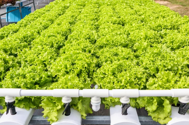 Verse biologische groene eiken sla salade plant in hydrocultuur groenten boerderij systeem