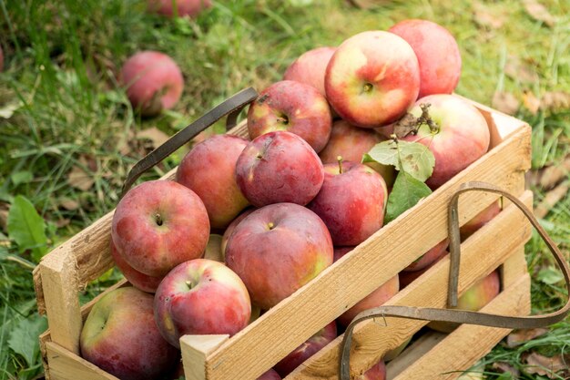 Verse biologische herfstappels in een houten tuinkist