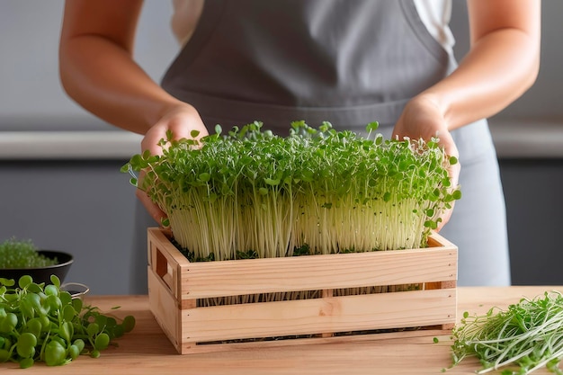 Verse biologische microgreens in de handen van vrouwen voor salades of recepten