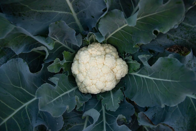 Verse biologische rauwe bloemkool bovenaanzicht met groene bladeren in de tuin