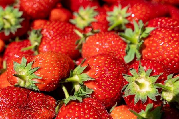 Verse biologische rode rijpe aardbeien Sappige heerlijke aardbeien