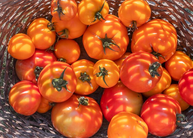 Verse biologische tomaten in rieten mand close-up bovenaanzicht oogst in zomer daglicht