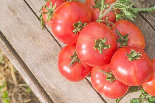 Verse biologische tomaten op rustieke houten achtergrond