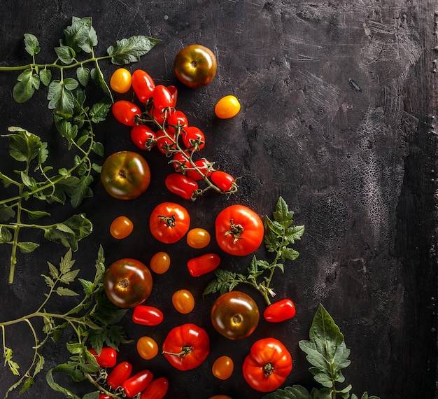 Verse Biologische Tomaten