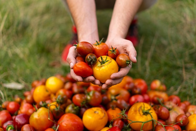 Foto verse biologische tomatenmix heerlijke herfsttomatenmix