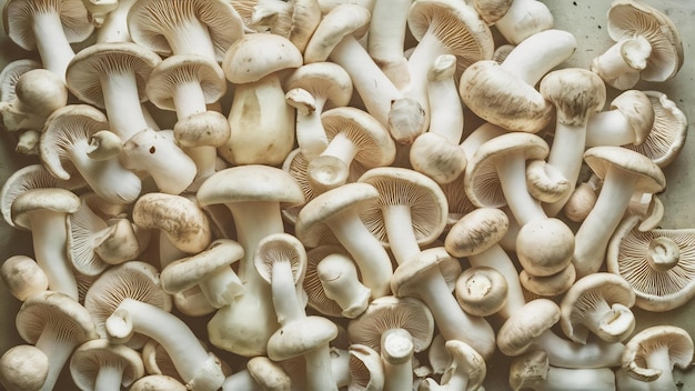 Verse biologische witte champignons