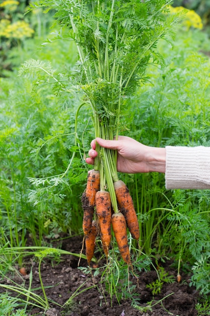 Verse biologische wortelen in boeren hand