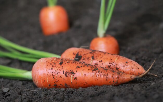 Verse biologische wortelen in de tuin