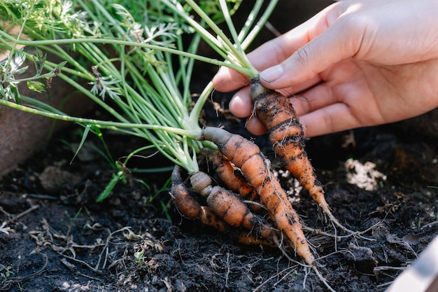 Verse biologische worteltjes De worteltjes zijn net geoogst uit de moestuin