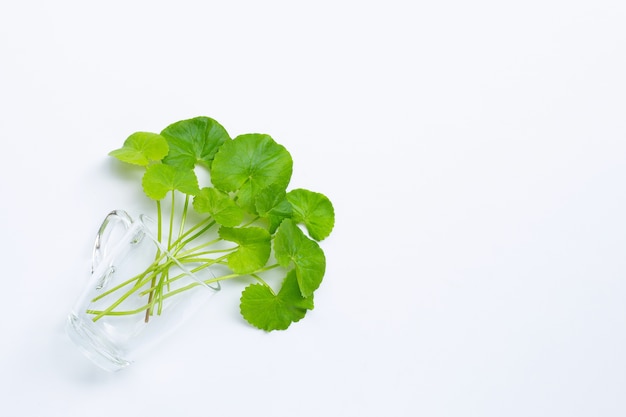 Verse bladeren van gotuola in glas, kruid en medicinale plant.