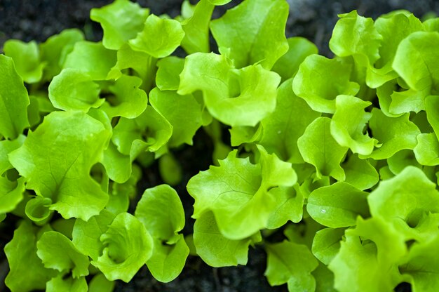 Verse bladeren van groene sla groeien in de bodem in de tuin