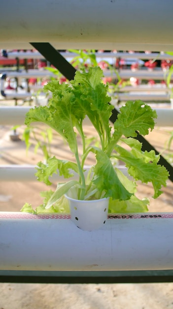 Verse bladsla groene groenteplant door hydrocultuurmethode Overdracht van voedingsfilm Hydroponic setup system idee Moderne groenteteelt