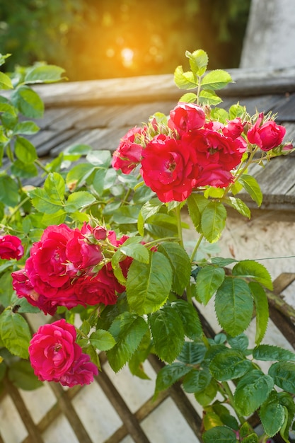 Foto verse bloeiende rozen bij zonsondergang