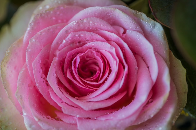 verse bloem van een zachte roos in dauw
