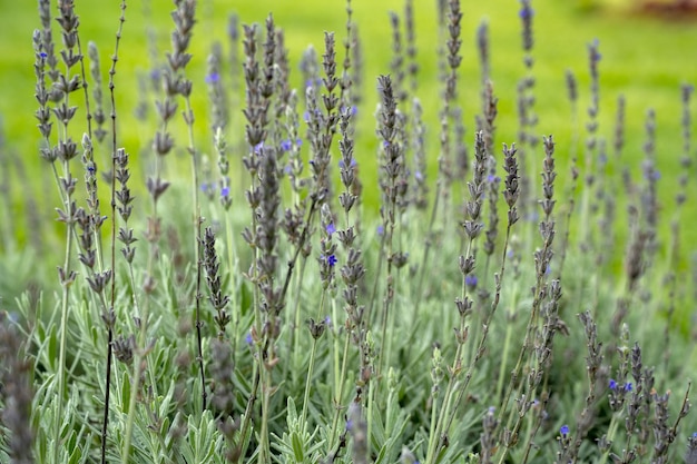 Verse bloemen in de tuin