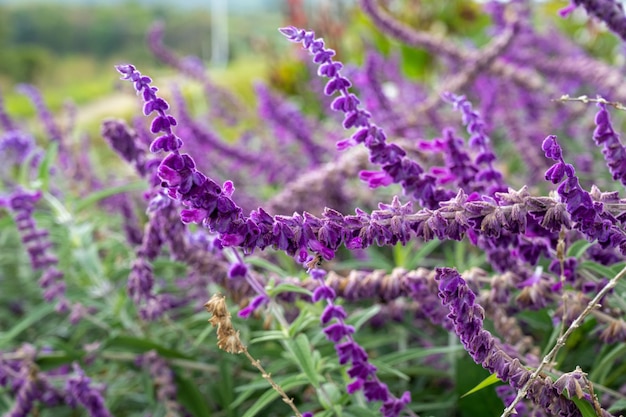 Verse bloemen in de tuin