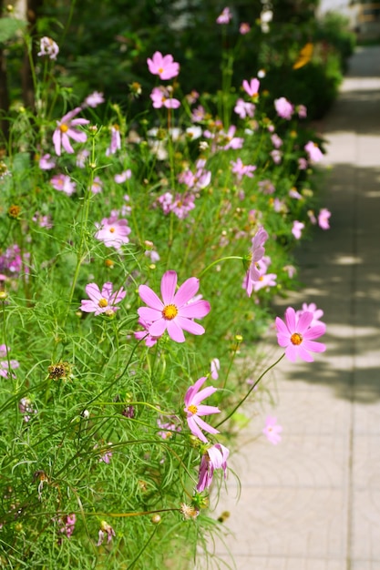 Foto verse bloemen op een achtergrond van groen gras