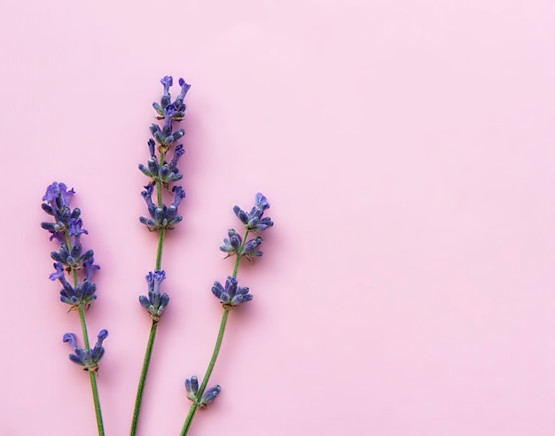 Verse bloemen van lavendel op roze oppervlak