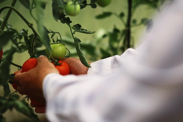 Verse boerderij cherry tomaten op de takken worden geoogst door de boer