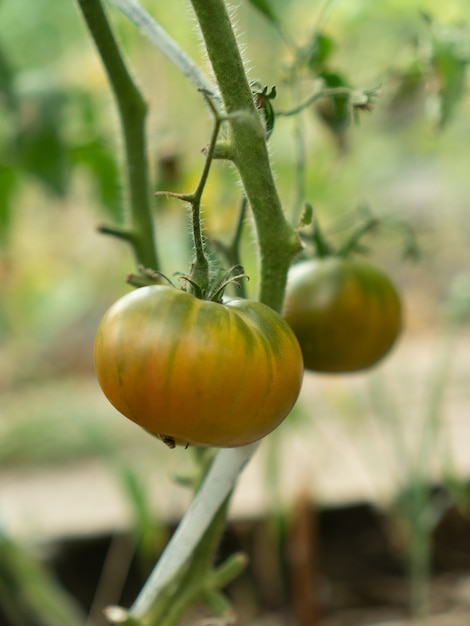 Verse bos van groene rijpe en onrijpe natuurlijke tomaten groeien