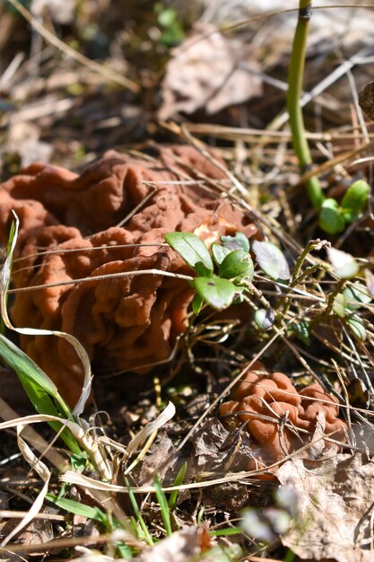 Verse bospaddenstoel in het gras