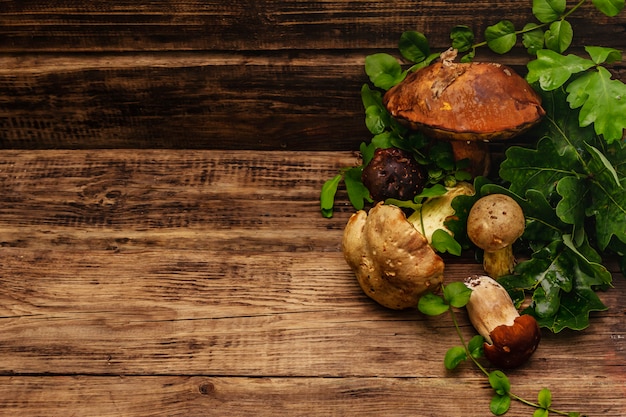 Verse bospaddestoelen. Geassorteerde gastronomische porcini en boletus, eikenbladeren