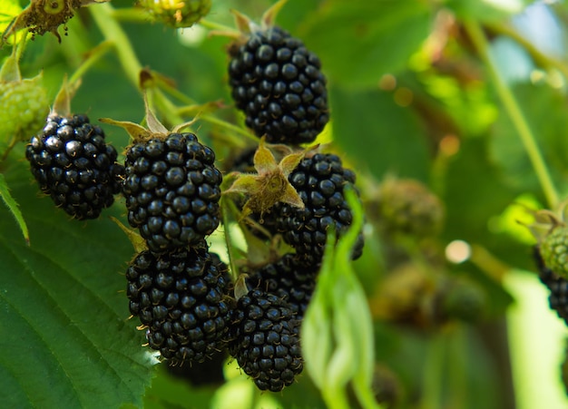 Verse bramen in de tuin