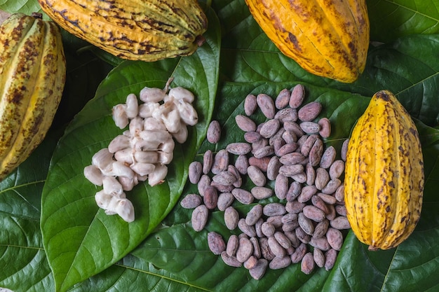 Verse cacao peulen en verse cacaobonen met gedroogde cacaobonen