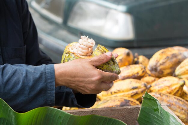 Verse cacaobonen in de hand van een boer