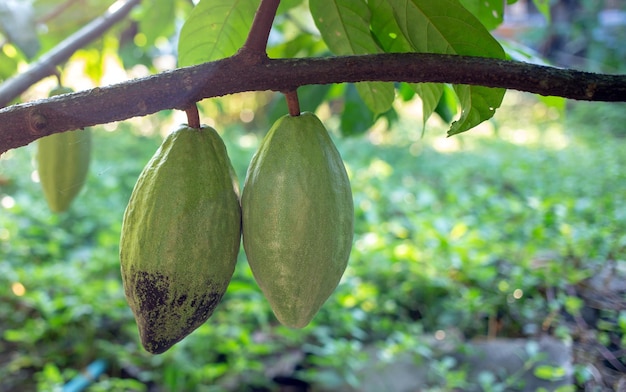 Verse cacaopeul of jonge groene rauwe cacao op cacaoboom