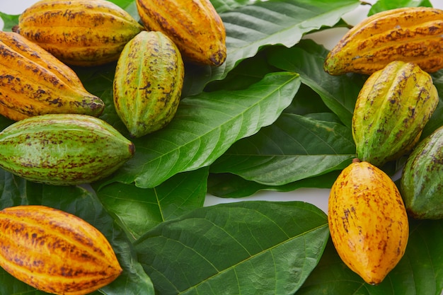 Verse cacaovruchten met groen blad op witte achtergrond