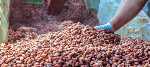 Verse cacaozaden fermenteren om chocolade te maken Werknemers scheppen gefermenteerde cacaozaden