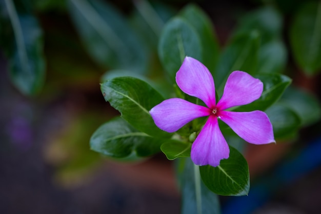 Foto verse cayenne jasmine flower and leaf thai herb