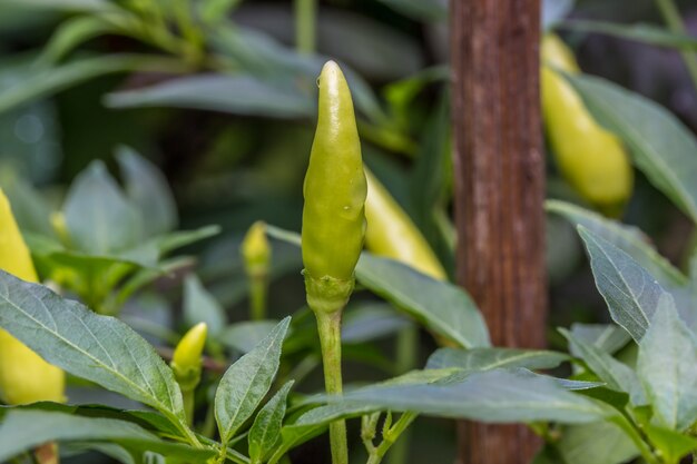 Verse chili en peper in moestuin