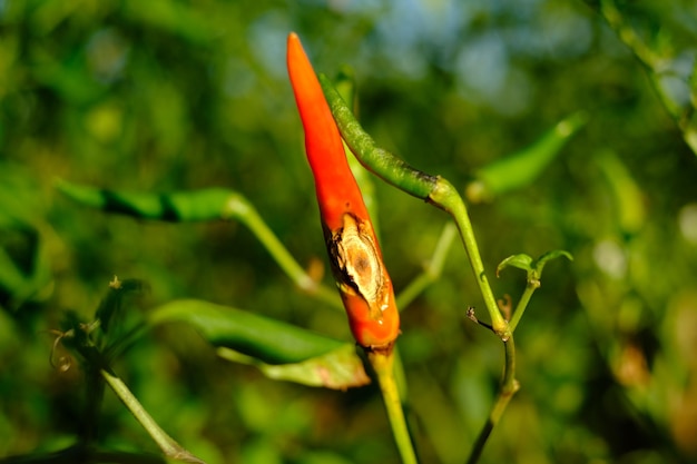 Verse chili is een schimmel