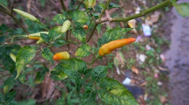 Verse chili is geplant in de tuin